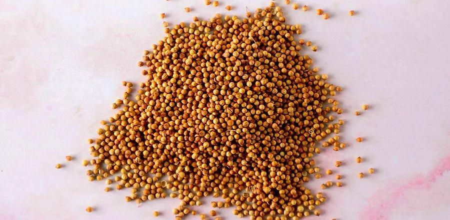 Cover Image for What is Coriander?