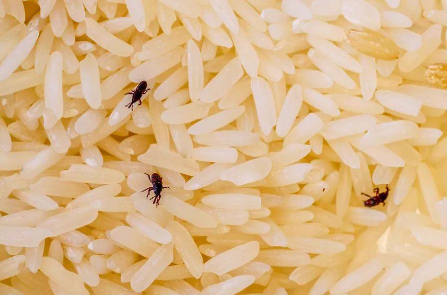Cover Image for Why Are There Bugs in My Dry Food and How Do I Get Rid of Them?