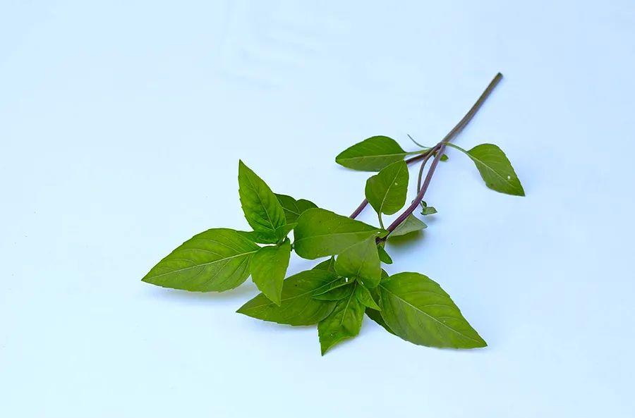 Cover Image for Thai Basil vs. Sweet Basil: Understanding the Key Differences