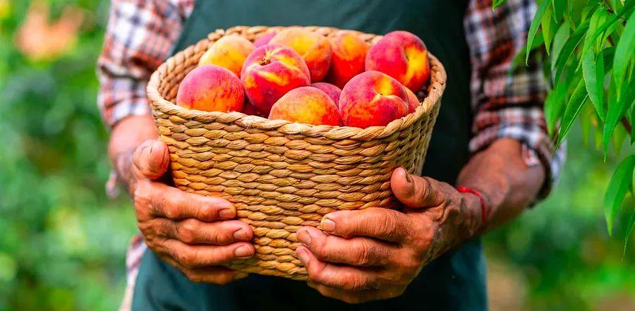Cover Image for How to Keep Peaches Fresh Longer and Enjoy Their Full Flavor