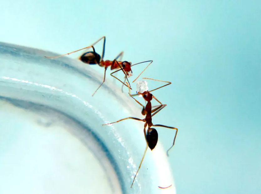 Cover Image for How to Eliminate Ants from Your Kitchen