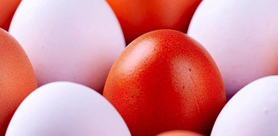 Cover Image for Brown Eggs vs. White Eggs: What’s the Real Difference?