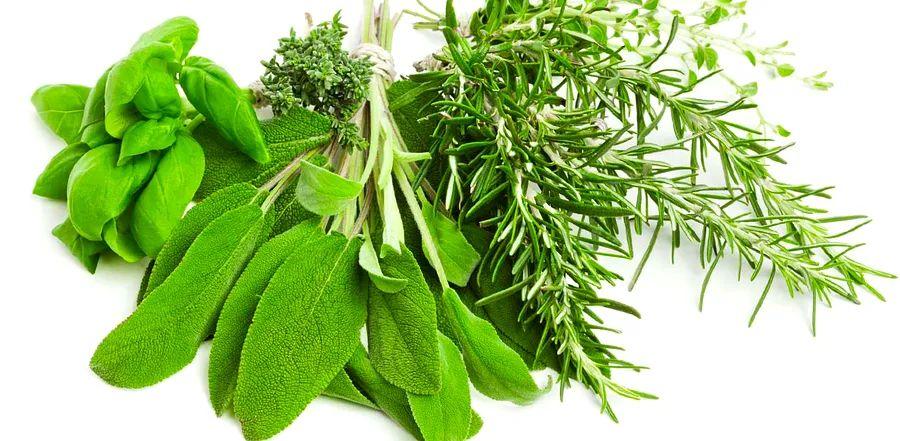 Cover Image for 8 Essential Sage Alternatives to Try This Holiday Season
